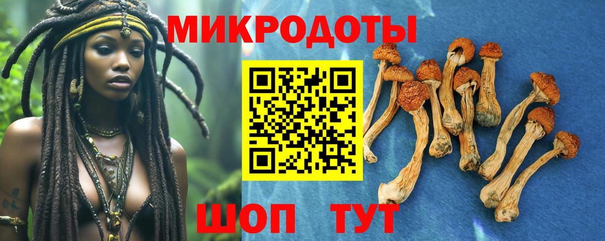 Галлюциногенные грибы Psilocybine cubensis Камень-на-Оби